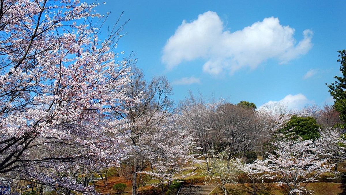 桜川市・磯部桜川公園の桜並木