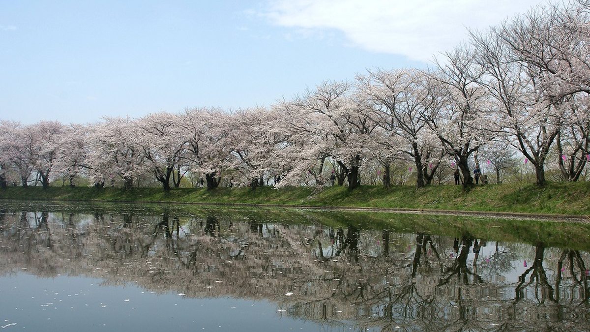 つくばみらい市・福岡堰の桜